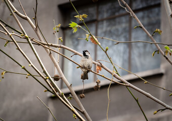 Sooty Bulbul. Bulbul Con Cabeza De Hollín (Pycnonotus Aurigaster). Sooty Bulbul  in the branches of a tree in the city. Santiago de Chile