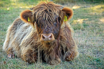 Fototapeta premium young galloway cattle