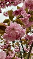 pink cherry blossom in spring