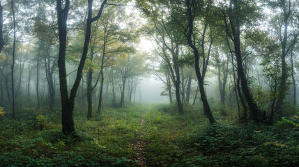 Obraz premium Fog in the forest