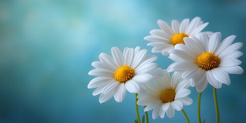 Fototapeta premium daisies on a blue background