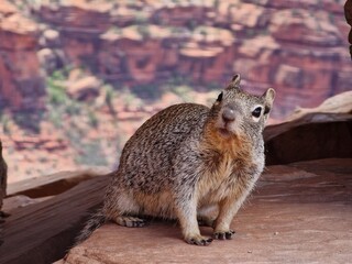 Squirrel at Grand Canyon National Park, Arizona, USA