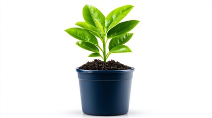 A small indoor plant growing in a blue pot with soil on a white background. Generative AI