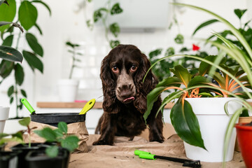 A white Russian spaniel puppy with black ears is peeking at the table where flowers, rakes, shovels, and soil are placed