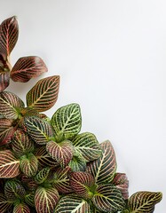 Beautiful collection of fittonia plants with striking green and pink leaf patterns