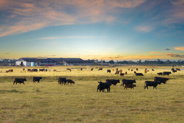 Cattle grazing on farmland pasture. Production of organic dairy products. Milk cows feeding on commercial farm grassland