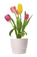 Beautiful colorful tulips blooming in ceramic cachepot isolated on white