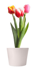 Beautiful colorful tulips blooming in ceramic cachepot isolated on white