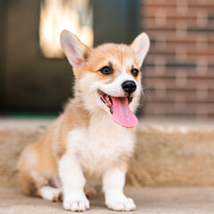Little fluffy one-month-old Corgi puppy sitting on a concrete step on the porch.