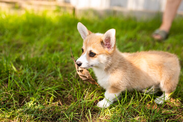 Little Corgi puppy walking and playing on a summer green lawn.