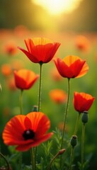 Obraz premium Vibrant red poppies bloom in a sun-drenched summer meadow , day, summer day