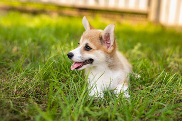 Little Corgi puppy walking and playing on a summer green lawn.