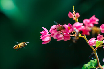 Obraz premium Flowers