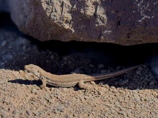 Lizard hiding under a rock in Tenerife