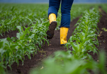 Fototapeta premium Farmer walking through green cornfield wearing yellow rubber boots