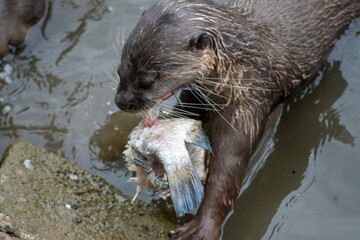 Smooth-coated otters in the Singapore river.