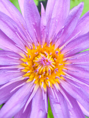 Obraz premium Blooming water lily flower