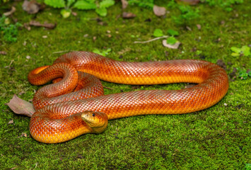The beautiful colours of a sub-adult mole snake (Pseudaspis cana) in the wild