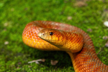 The beautiful colours of a sub-adult mole snake (Pseudaspis cana) in the wild