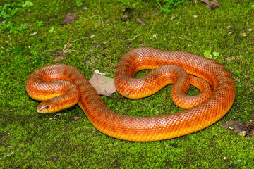 The beautiful colours of a sub-adult mole snake (Pseudaspis cana) in the wild