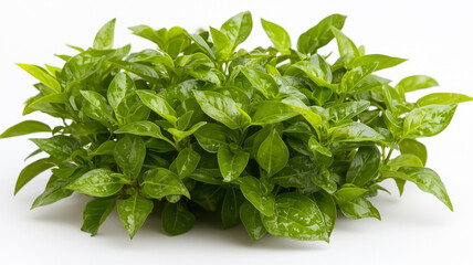 Obraz premium Jatropha Plant Isolated on a White Background 