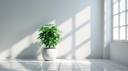 Fototapeta premium Cozy Corner Featuring a Lush Green Tree in a White Pot Perfectly Positioned in a Bright White Room Enhanced by Sunlight Through the Window for a Calm Atmosphere interior Stock Photo