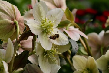 White Hellebores Flower with Honeybee 