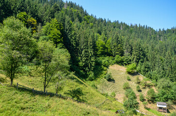 Tranquil forest scene showcasing hillside with lush green trees and open grassland under sunlight,...