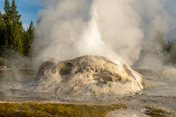 Grotto Geyser erupting in the Lower Geyser Basin of Yellowstone National Park