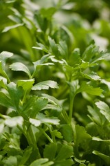 ranunculus flower leaves blooms detail 