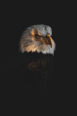 Enlightened Bald Eagle (Haliaeetus Leucocephalus)