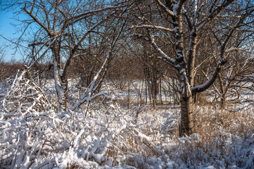 Fototapeta premium Winter scene in the forest , beautiful winter landscape with sun and lights of the sun. Trees covered by snow , old village in the woodlands , sunlights through the trees.
