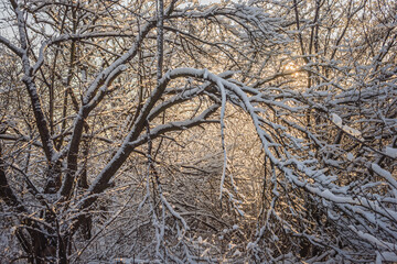 Beautiful winter landscape at the morning,sunrise over the trees , snow on the trees and ground,sunlights through the trees . Beautiful forest ,road in woodlands ,sunny                                