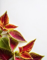 Vibrant coleus leaves creating a striking natural display on a light background