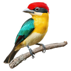 Fototapeta premium Colorful tropical bird perched on branch, vibrant feathers , isolated on transparent background