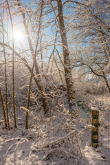 Fototapeta premium Winter landscape at the morning , snow covered trees, beautiful trees with sun , blue colors , snowy weather , cold and frozen 