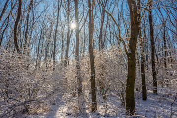 Winter landscape at the morning , snow covered trees, beautiful trees with sun , blue colors , snowy weather , cold and frozen 
