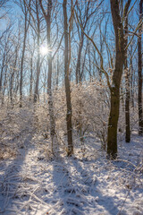 Fototapeta premium Winter landscape at the morning , snow covered trees, beautiful trees with sun , blue colors , snowy weather , cold and frozen 