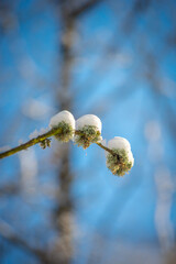 Beautiful landscape in the winter forest,sunny day at the wintel morning. Trees covered trees. Winter colors , sunny lights through the trees 