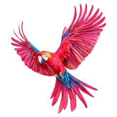 Obraz premium Vibrant parrot with open wings, showcasing detailed colors , isolated on transparent background