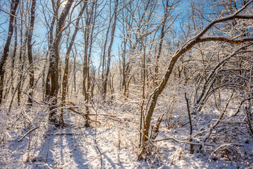 Beautiful landscape in the winter forest,sunny day at the wintel morning. Trees covered trees. Winter colors , sunny lights through the trees 