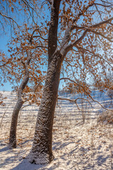 Obraz premium Beautiful landscape in the winter forest,sunny day at the wintel morning. Trees covered trees. Winter colors , sunny lights through the trees 