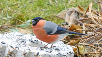 Bullfinch at the feeding place