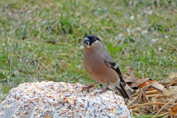 Bullfinch at the feeding place