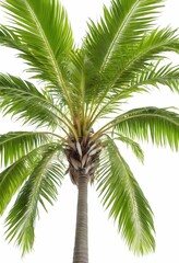 Obraz premium Isolated Coconut Palm Tree on White Background - Tropical Tree Perfect for Design and Print Use