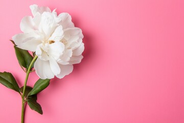 White peony blooming on soft pastel pink background with copy space