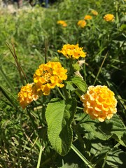 Yellow lantana. Yellow flower. Lantana blossoms in the spring field. outdoors parks.