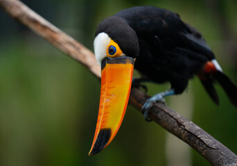 Toucan in Belém, Brasil