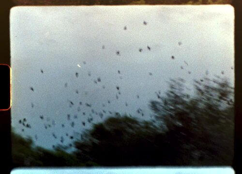 Vintage film aesthetic capturing feathered flock soaring gracefully over verdant forest landscape, creating atmospheric visual poetry through soft light leaks and organic movement - vintage 8 mm film