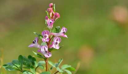 Corydalis 1178
